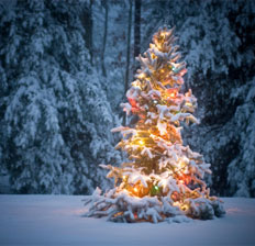 Weihnachtsbaum